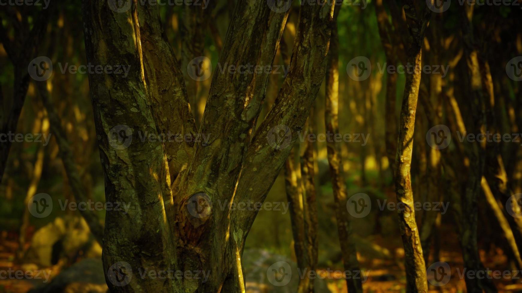 Beautiful summer forest with different trees photo