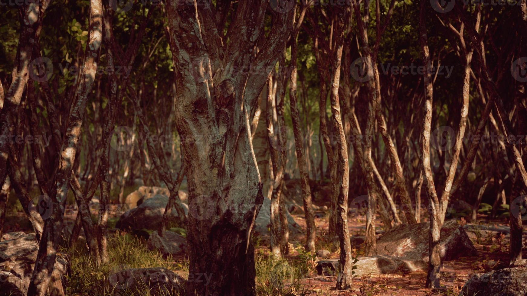 Forest in darkness with grass and rocks photo