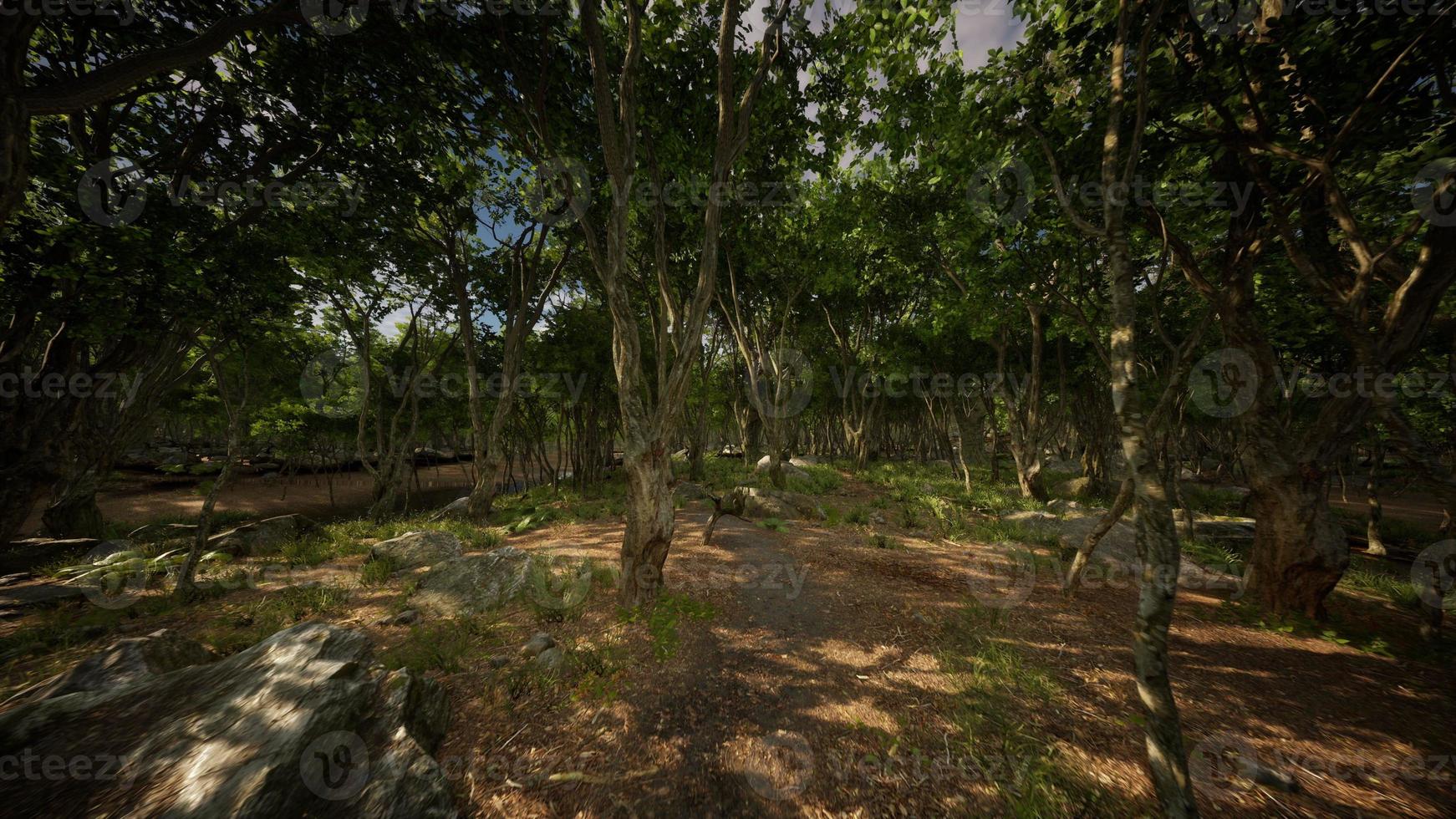 Beautiful summer forest with different trees photo