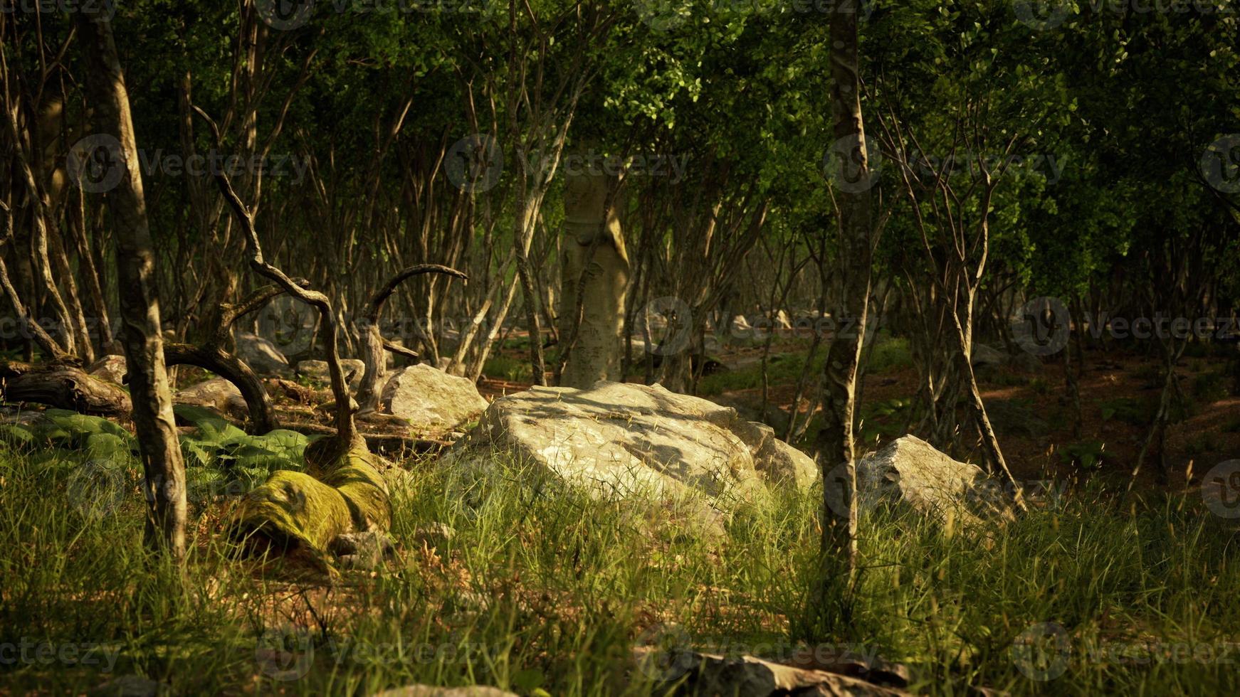 Forest in darkness with grass and rocks photo