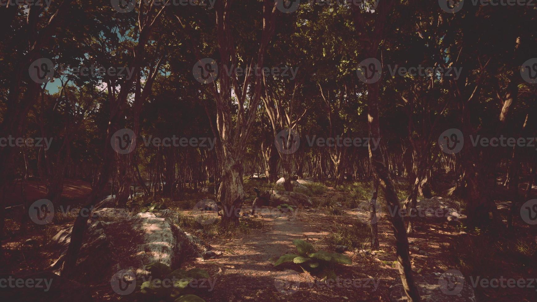 Forest in darkness with grass and rocks photo