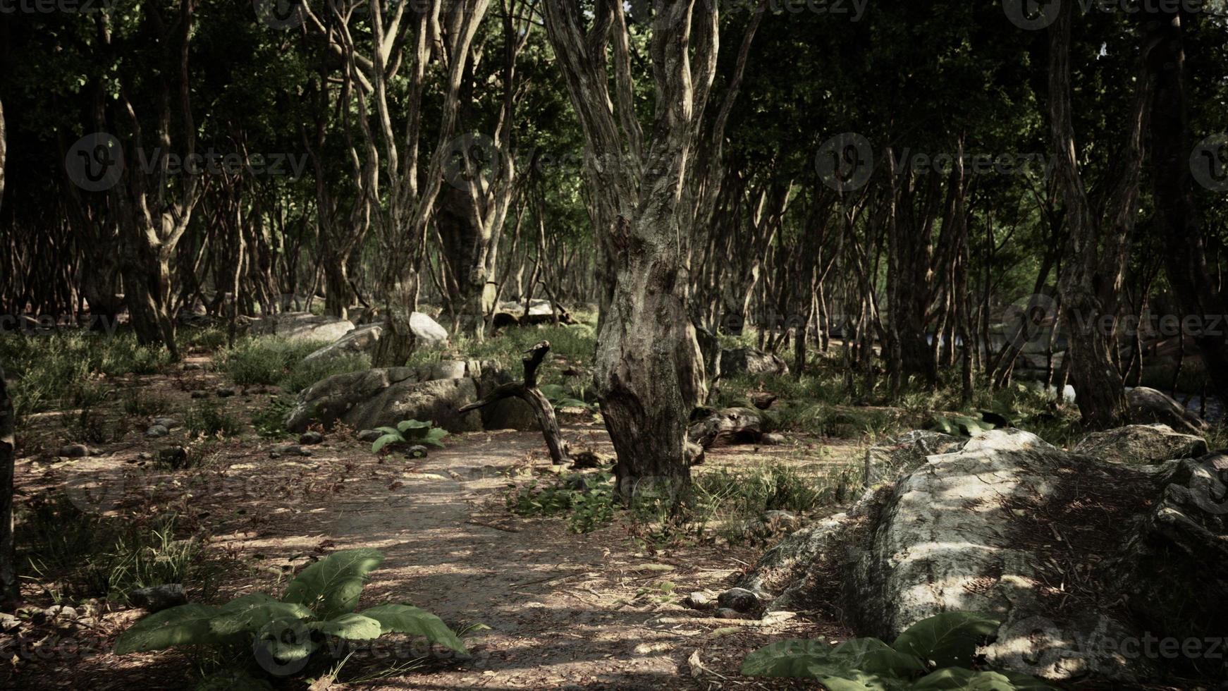 dark foggy mountain forest scenery photo