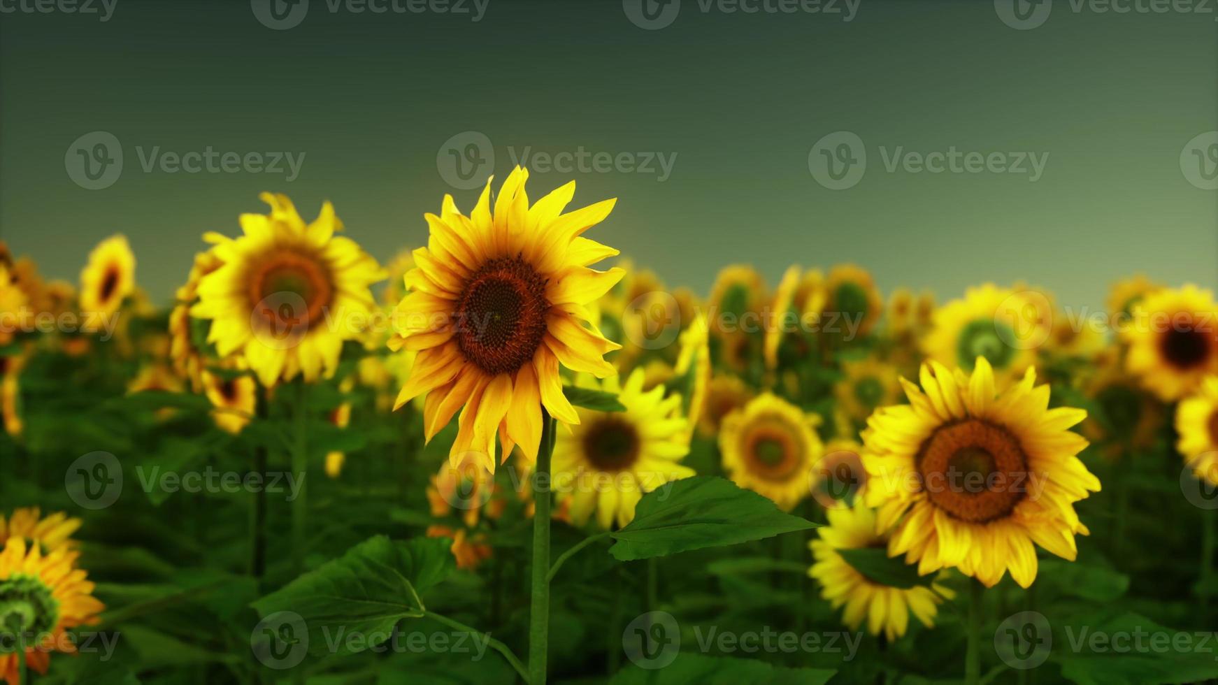 Splendid scene of vivid yellow sunflowers in the evening photo
