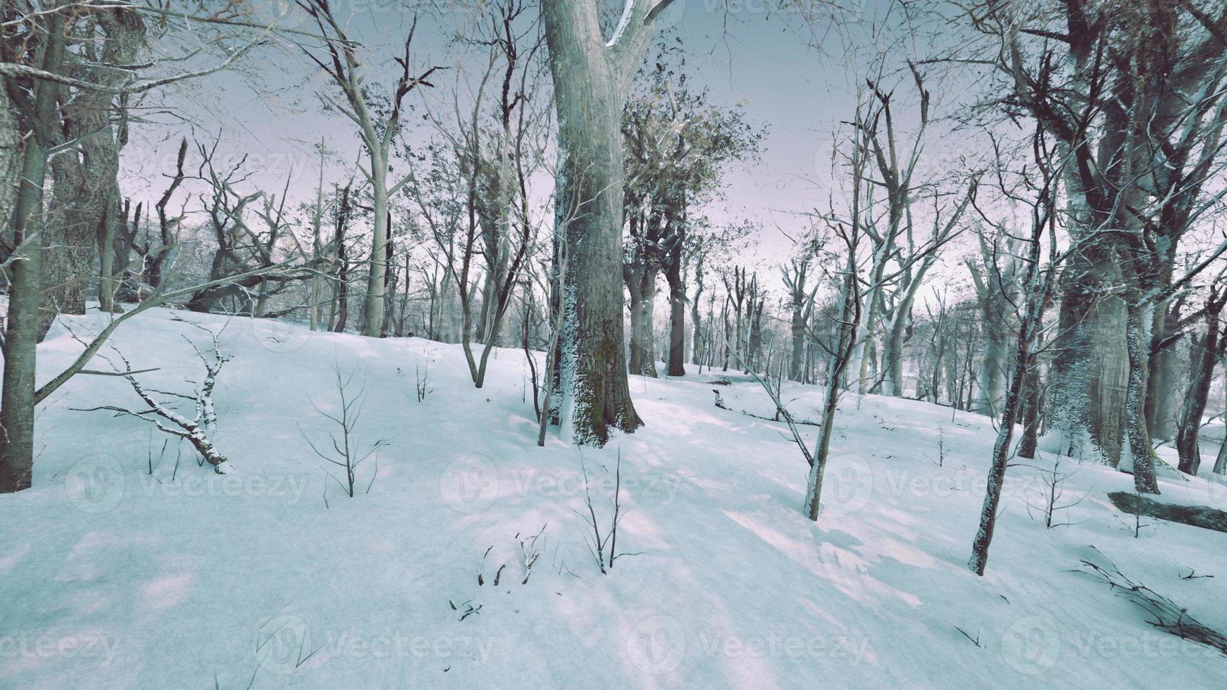 Forest in winter time at sunset photo