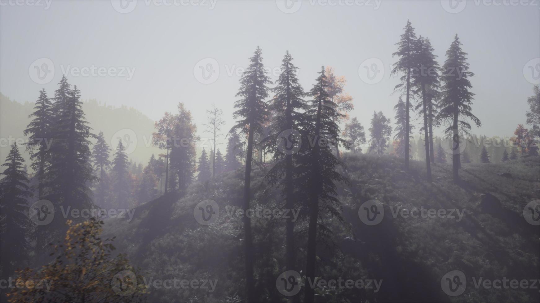Evergreen fir trees with cones, peaks of French Alps mountains photo