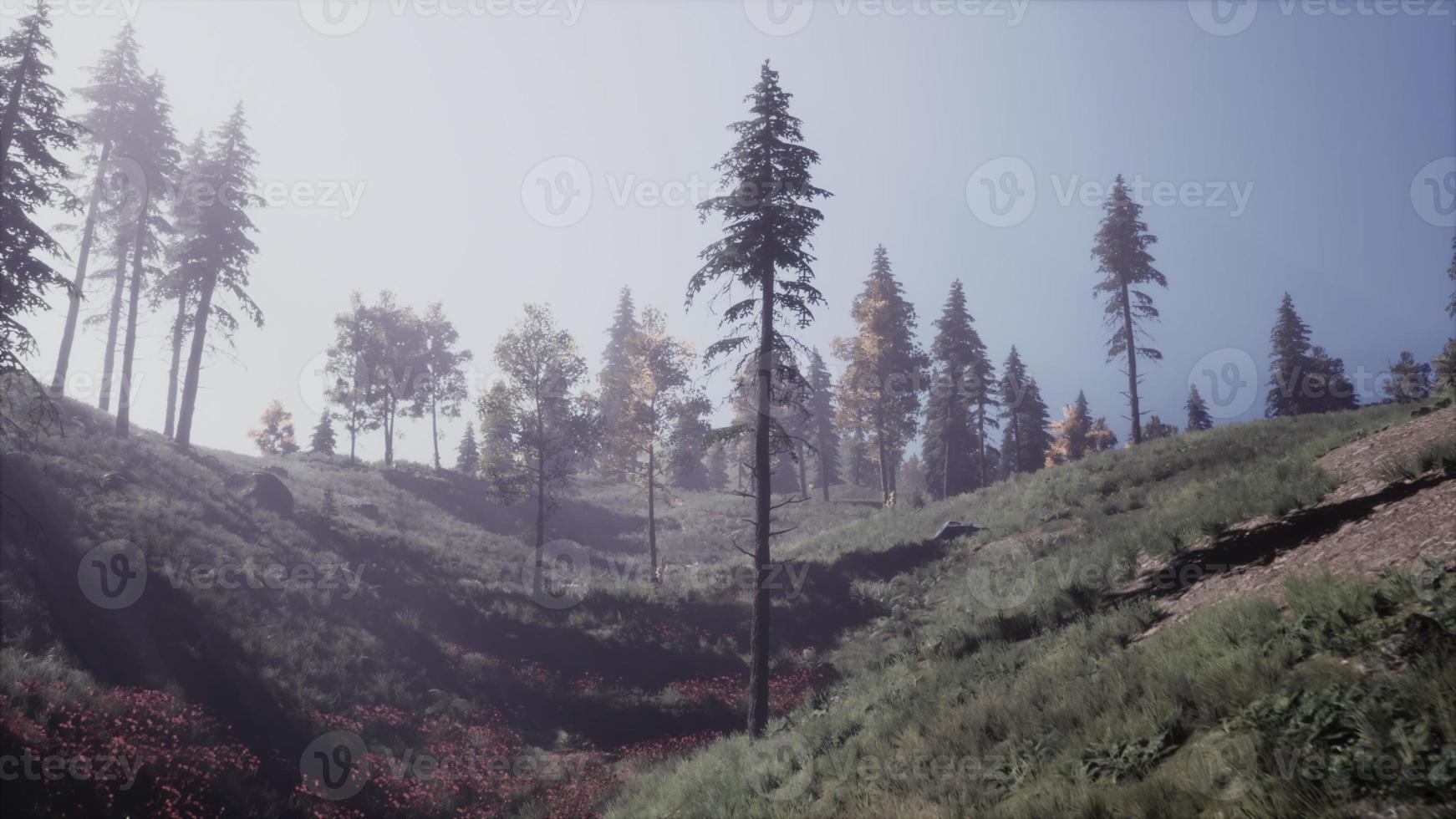 Evergreen fir trees with cones, peaks of French Alps mountains photo