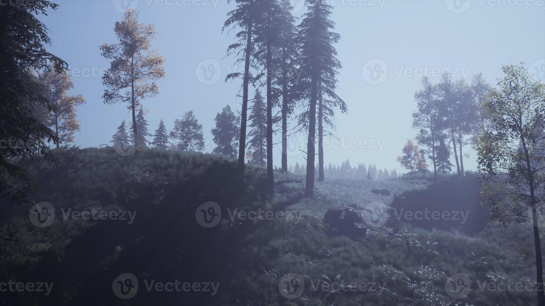 Evergreen fir trees with cones, peaks of French Alps mountains photo