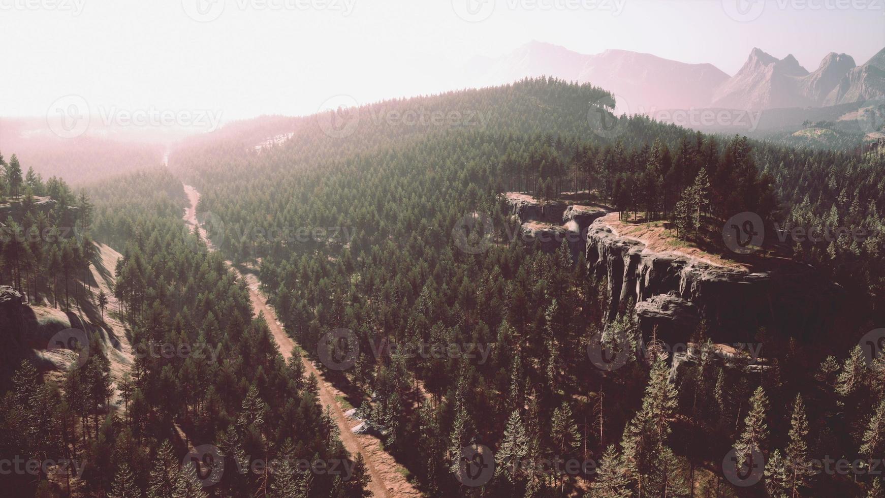 Beautiful pine trees on background high mountains photo