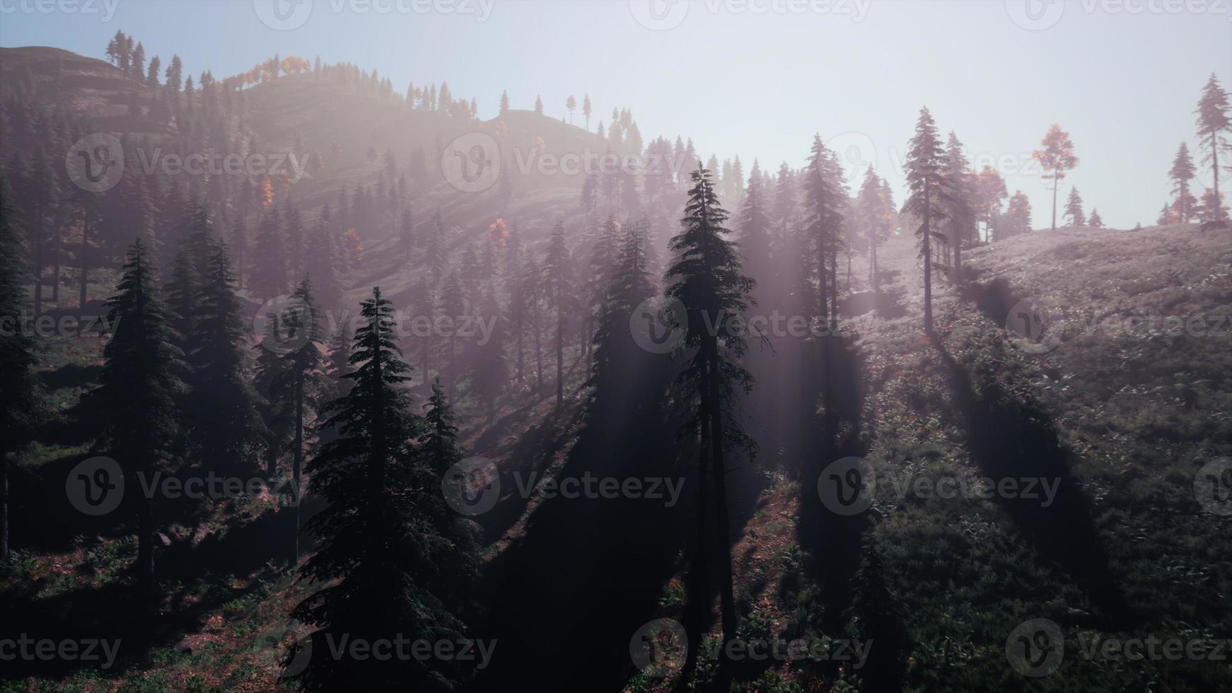 Evergreen fir trees with cones, peaks of French Alps mountains photo