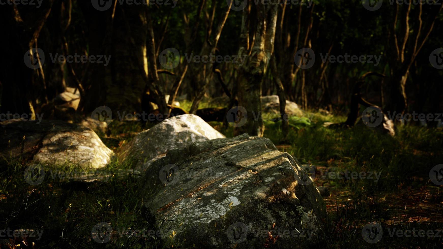 Boulders in green grass overgrown with green moss photo