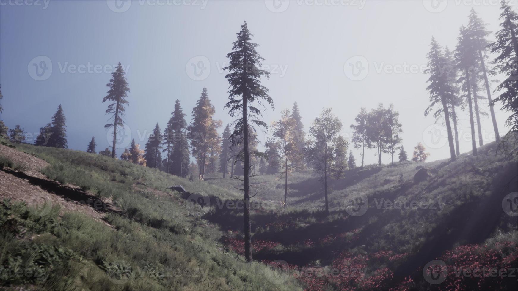 Evergreen fir trees with cones, peaks of French Alps mountains photo