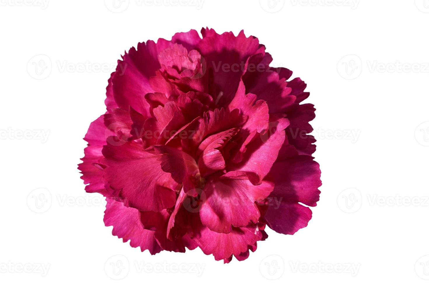 Pink flower JPEG photo