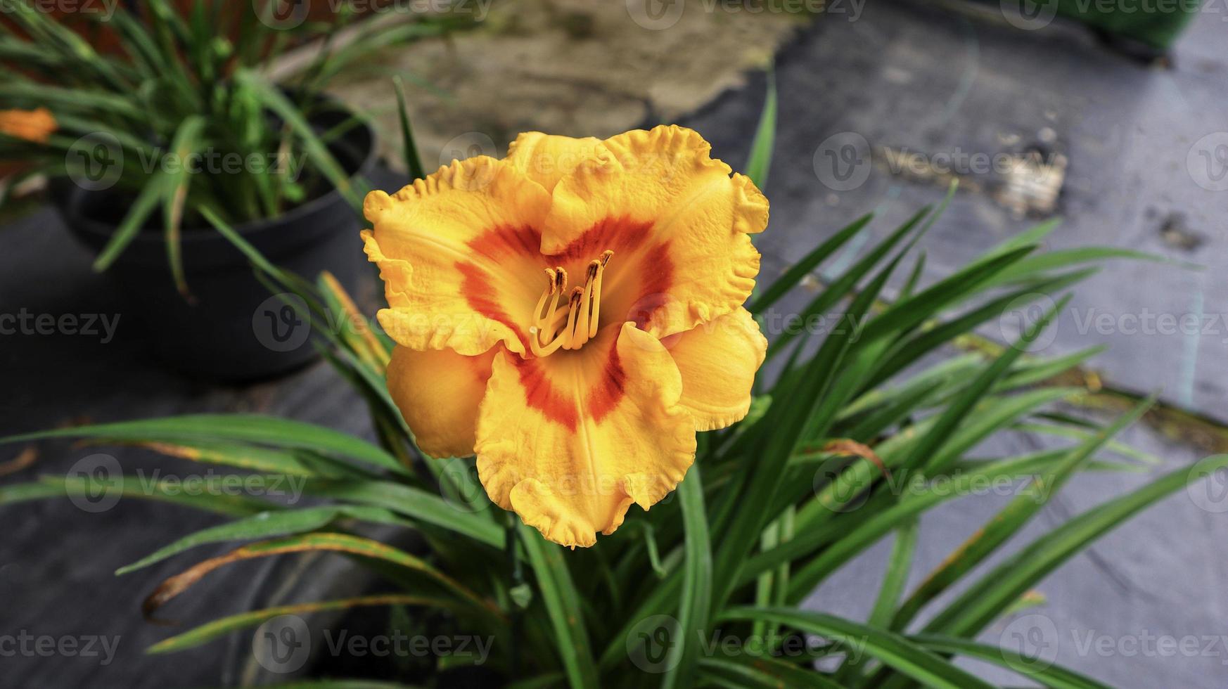 hermosa flor de sorbete de mora de azucena amarilla vibrante grande  floreciendo. 17456891 Foto de stock en Vecteezy