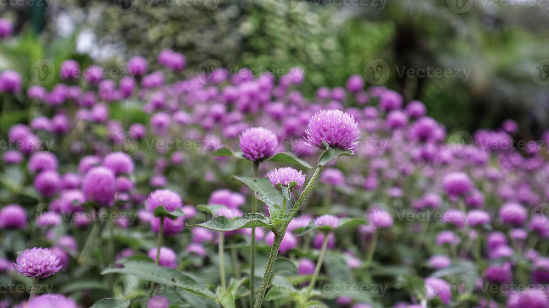 globo amaranto o gomphrena globosa inflorescencia de flores vibrantes de forma redonda. foto