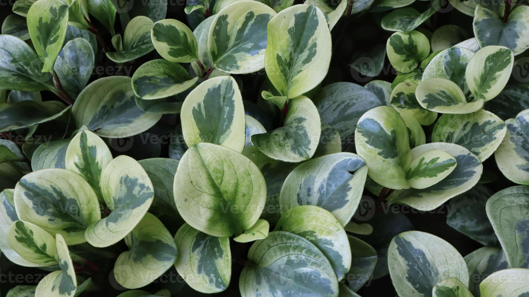 Field of Peperomia obtusifolia marble variegata form a beautiful background in a garden. photo