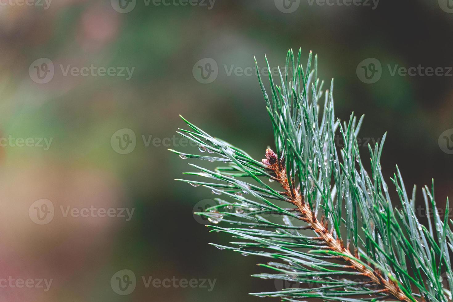 Close up from Pine trees with water drops on it. photo