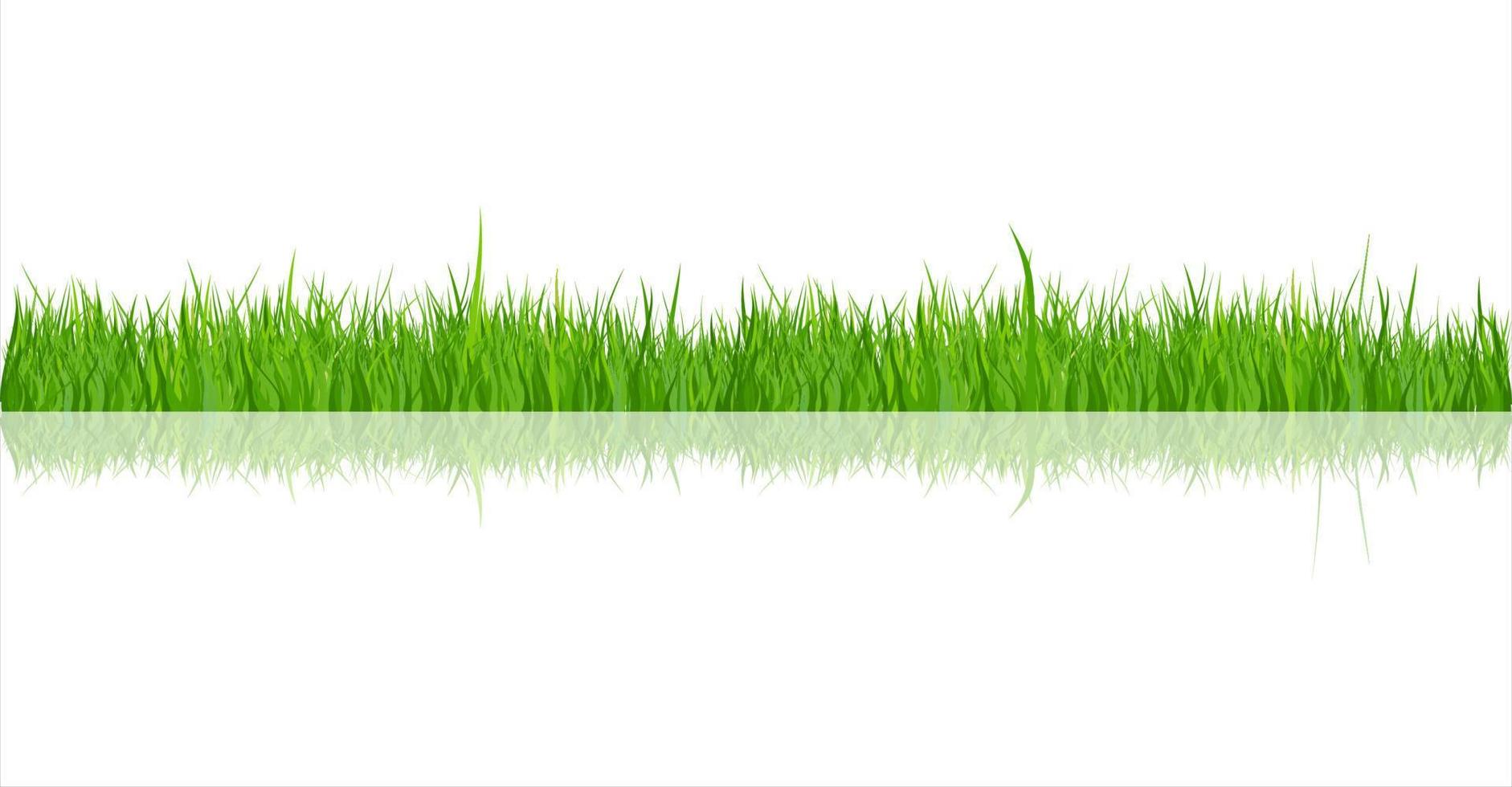 Green Grass Collection And White Background vector illustration