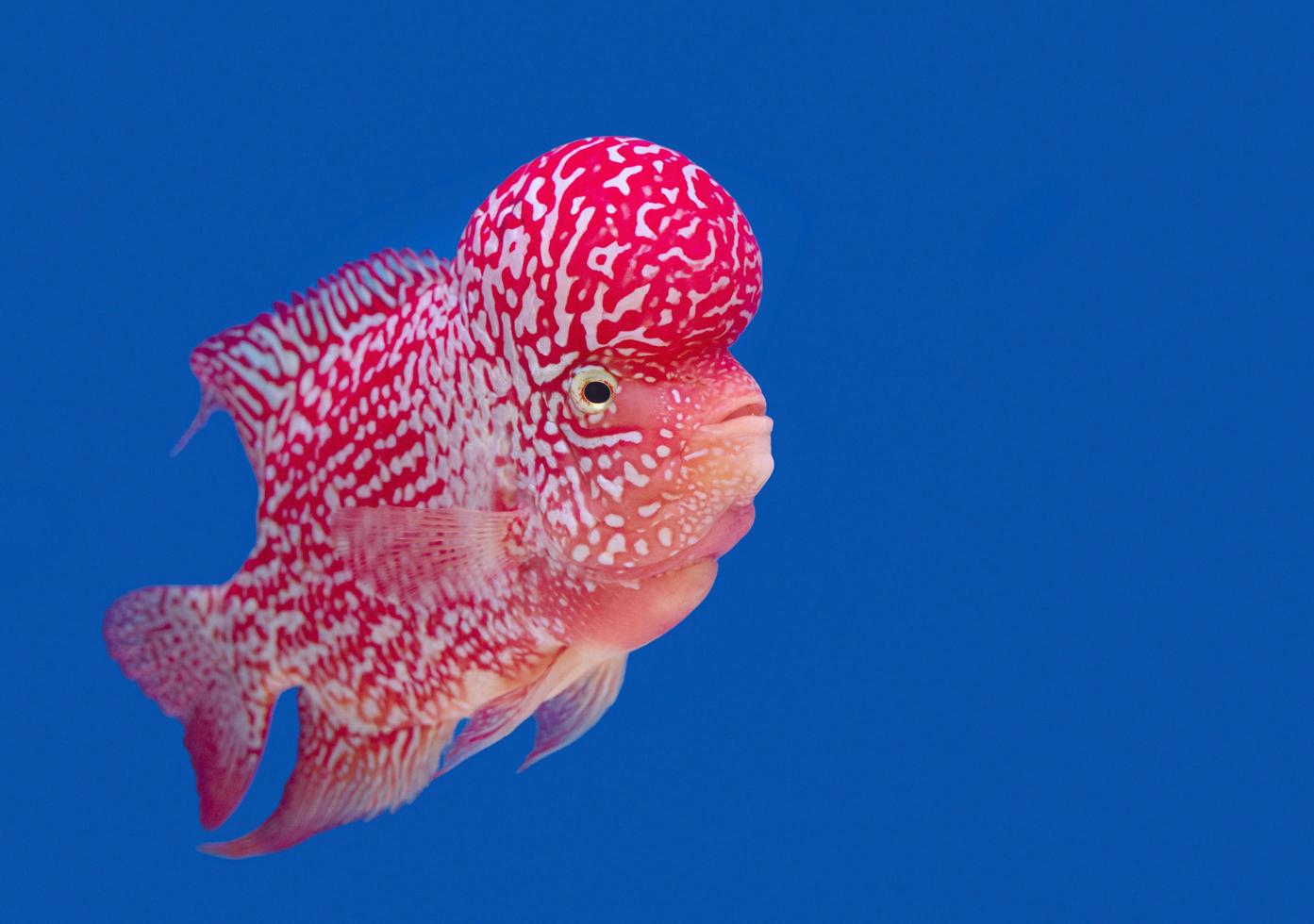 peces de colores en el fondo azul, papel tapiz foto