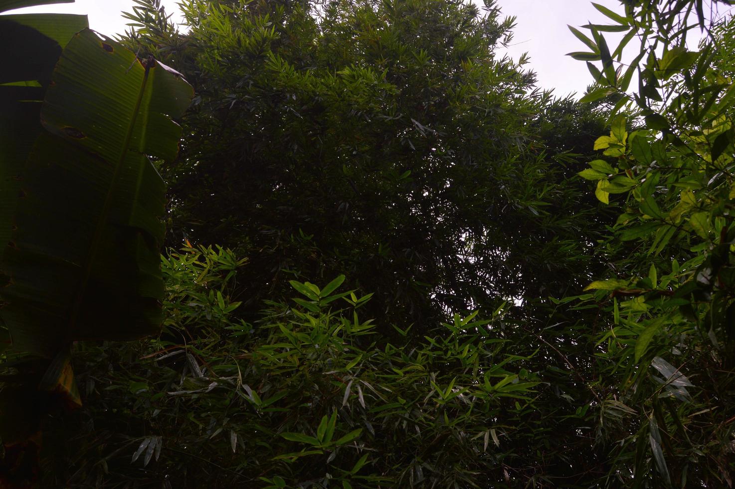 silhouette of dense bamboo leaves photo