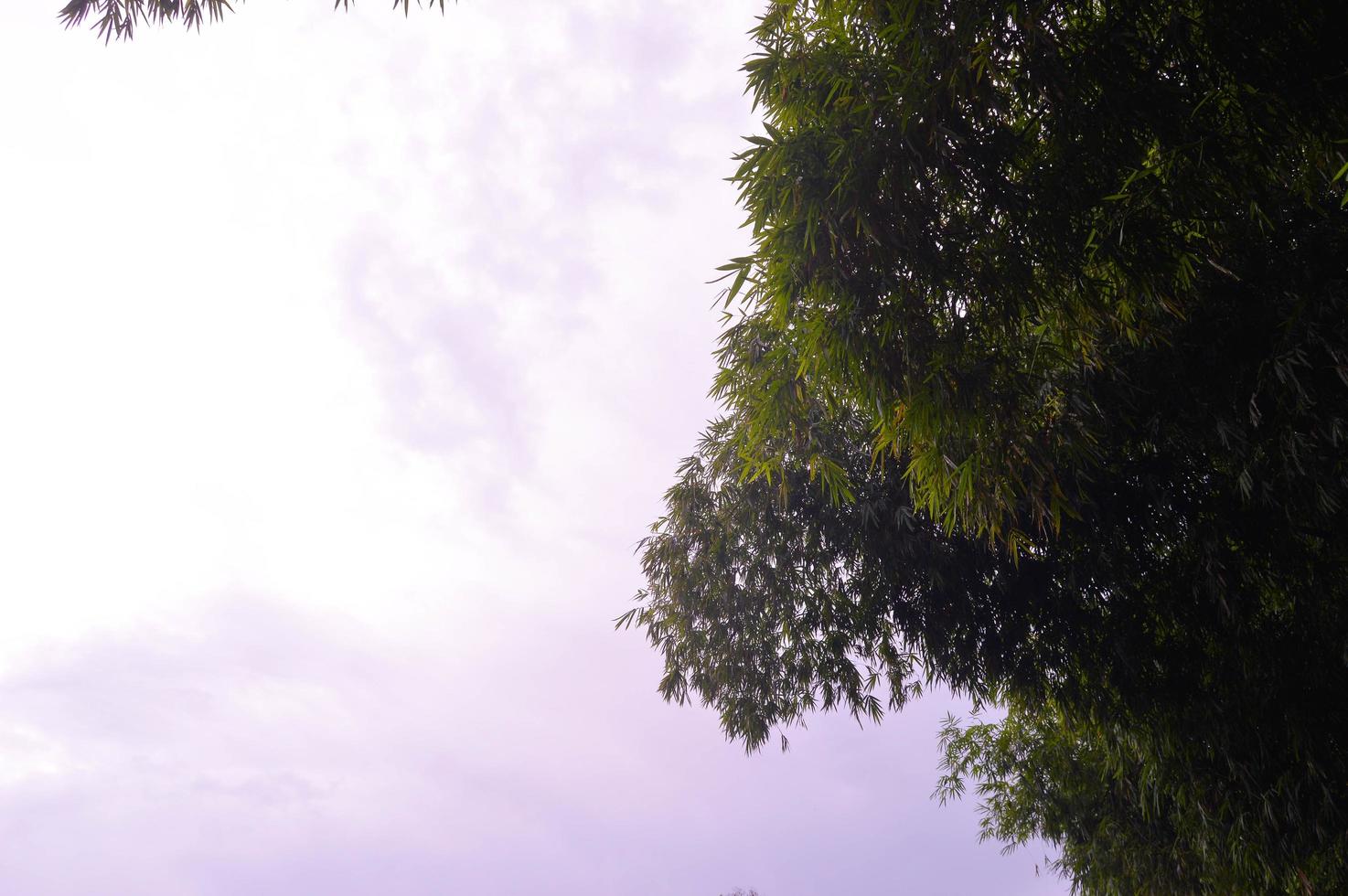 silhouette of dense bamboo leaves photo