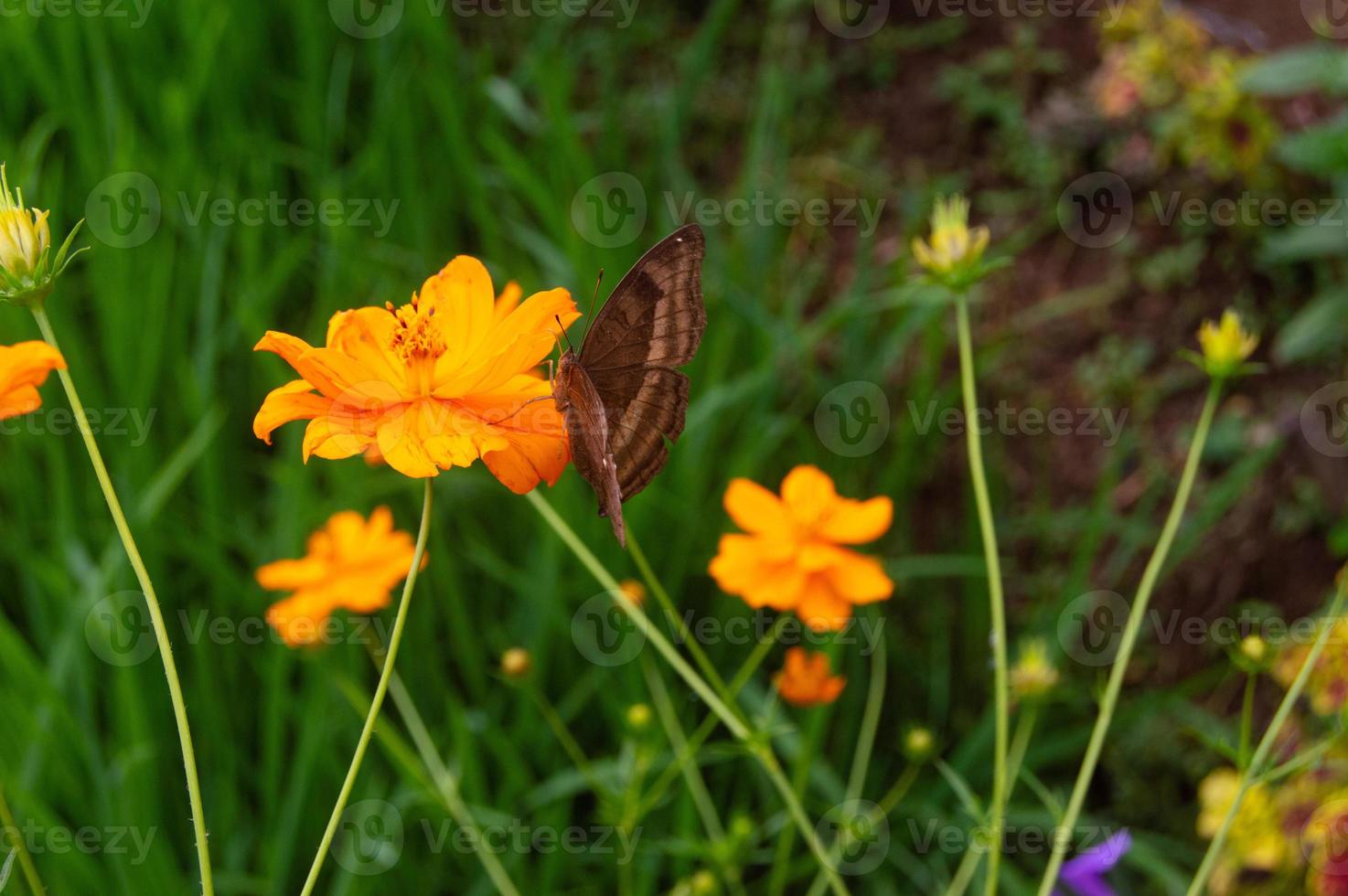 una mariposa posada en una flor. una mariposa que se alimenta del néctar de las flores. flores que florecen en el jardín foto