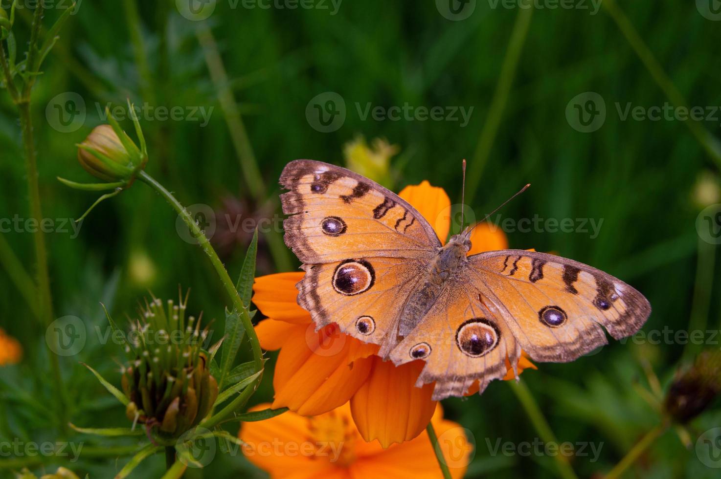 a butterfly perched on a flower. a butterfly that feeds on flower nectar. flowers blooming in the garden photo