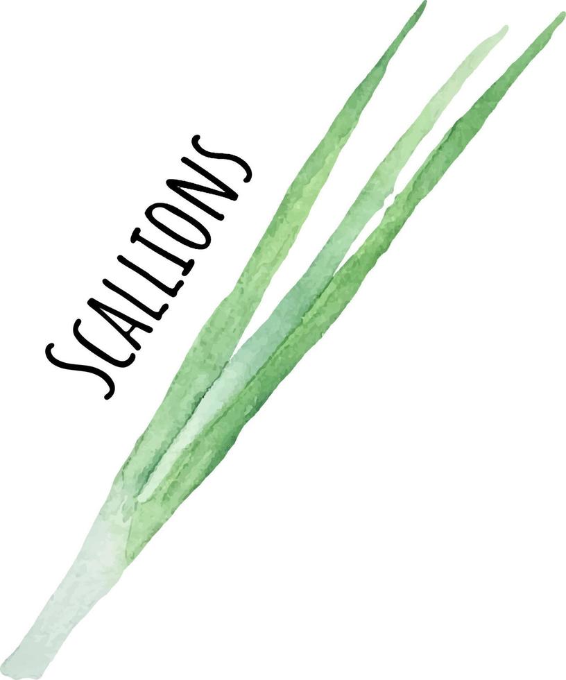 Watercolor illustration of green scallions. Fresh raw vegetables. Scallions lover illustration vector