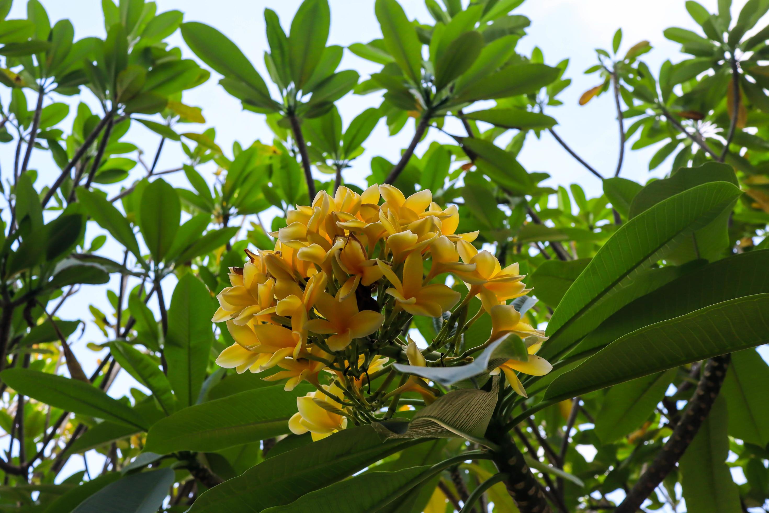 The Cambodian flower Plumeria alba is a species of the genus Plumeria