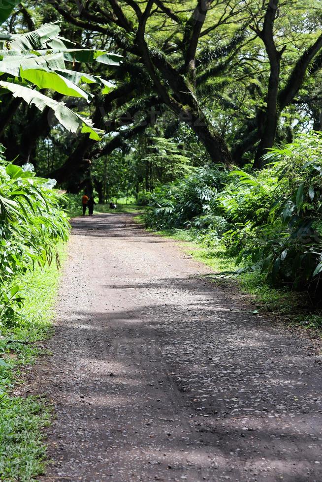 Scenic view of big green trees with path in De Djawatan forest in East Java, Indonesia photo