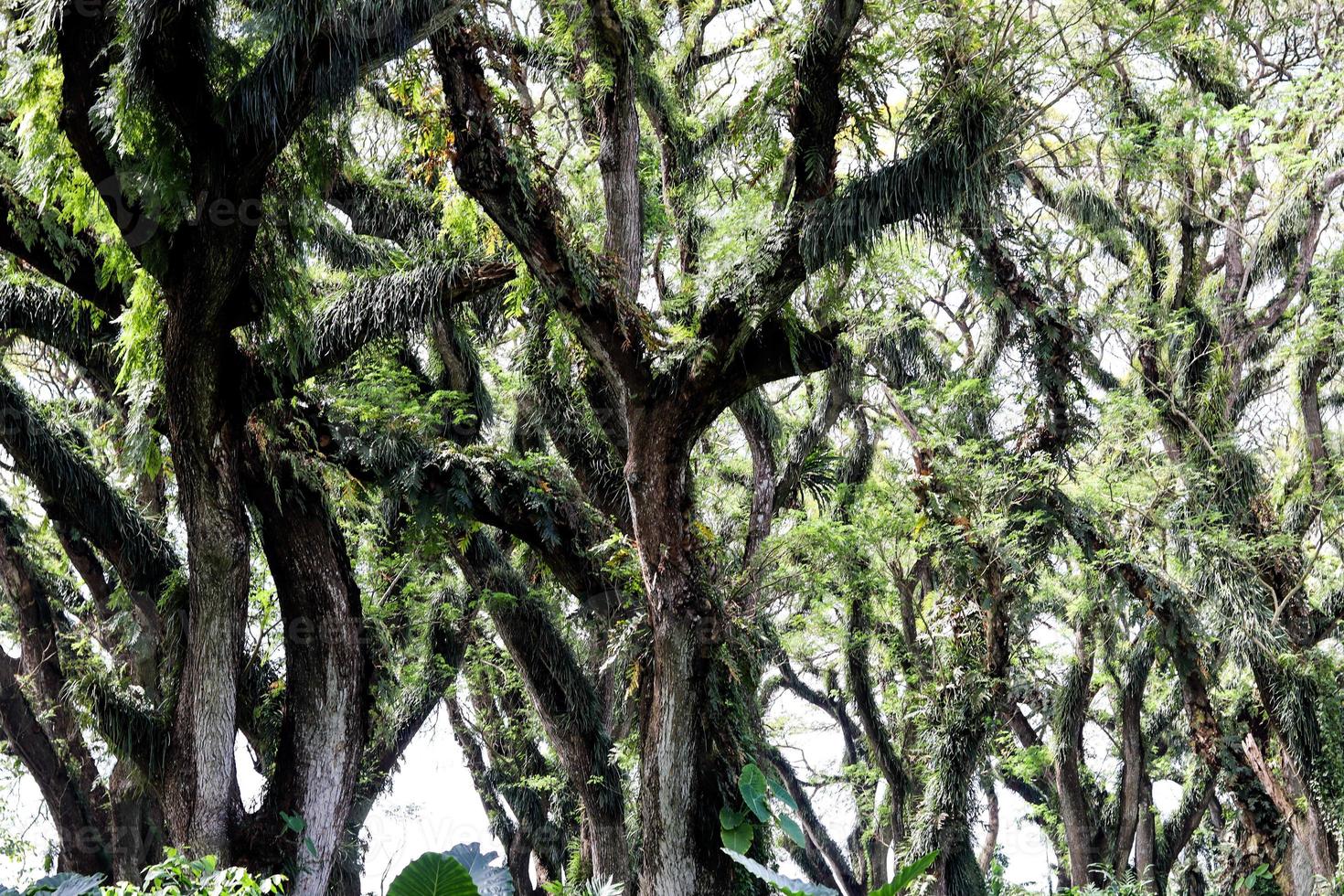 panorama del bosque protegido de de djawatan benculuk banyuwangi, indonesia foto