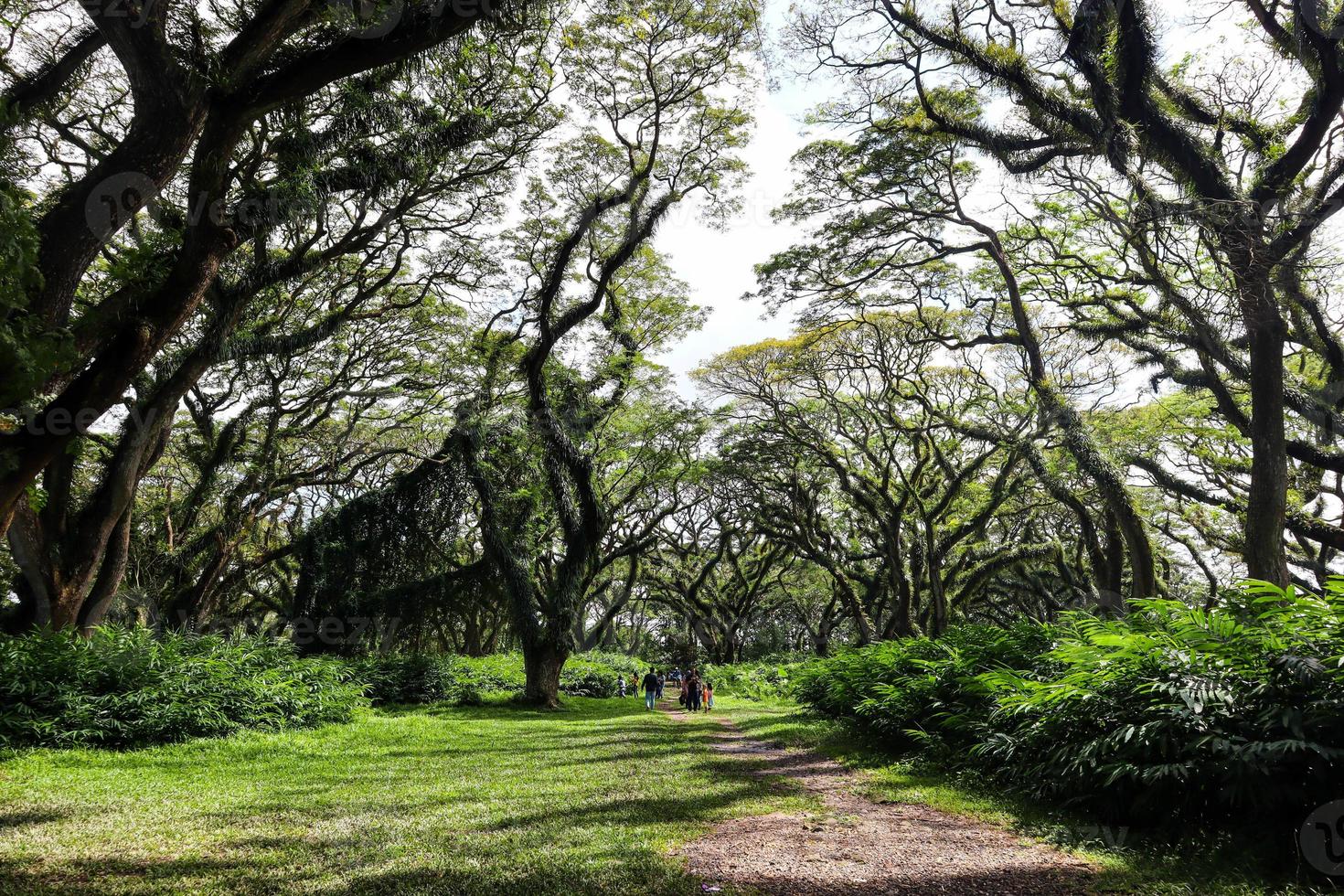 Scenic view of big green trees with path in De Djawatan forest in East Java, Indonesia photo