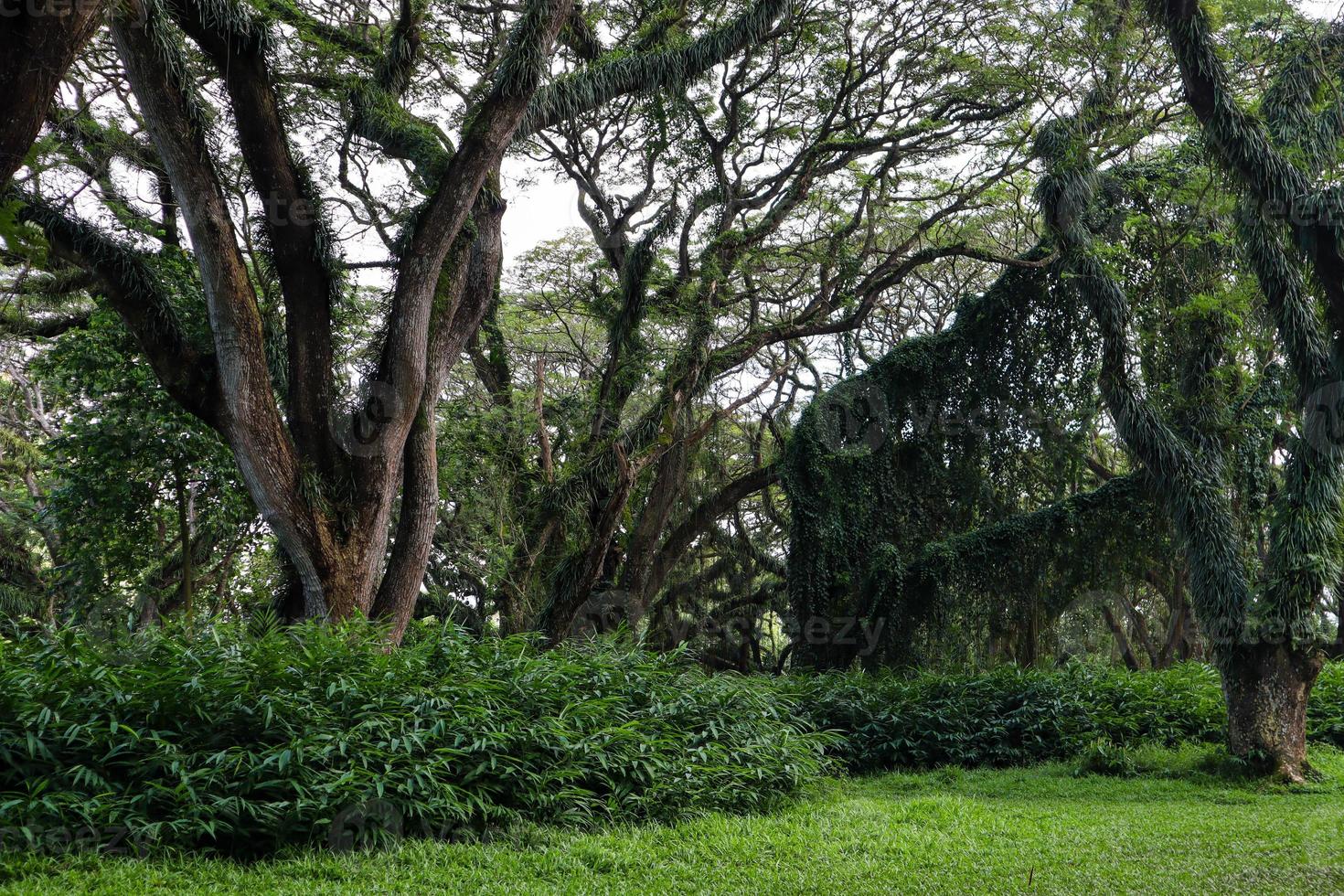 panorama del bosque protegido de de djawatan benculuk banyuwangi, indonesia foto