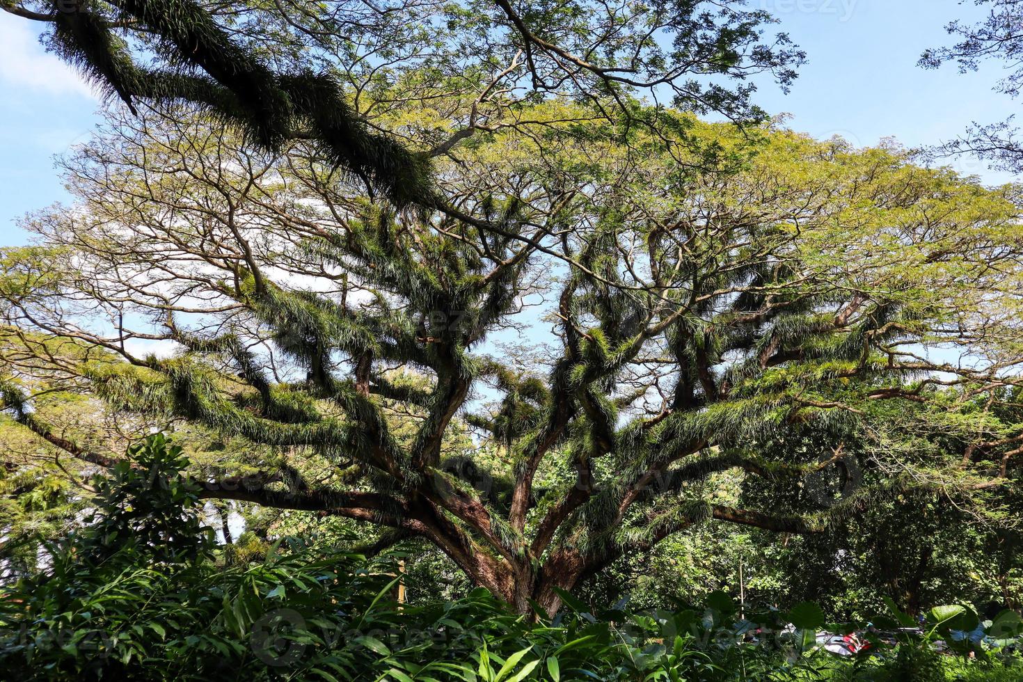 Panorama of the protected forest of De Djawatan Benculuk Banyuwangi, Indonesia photo