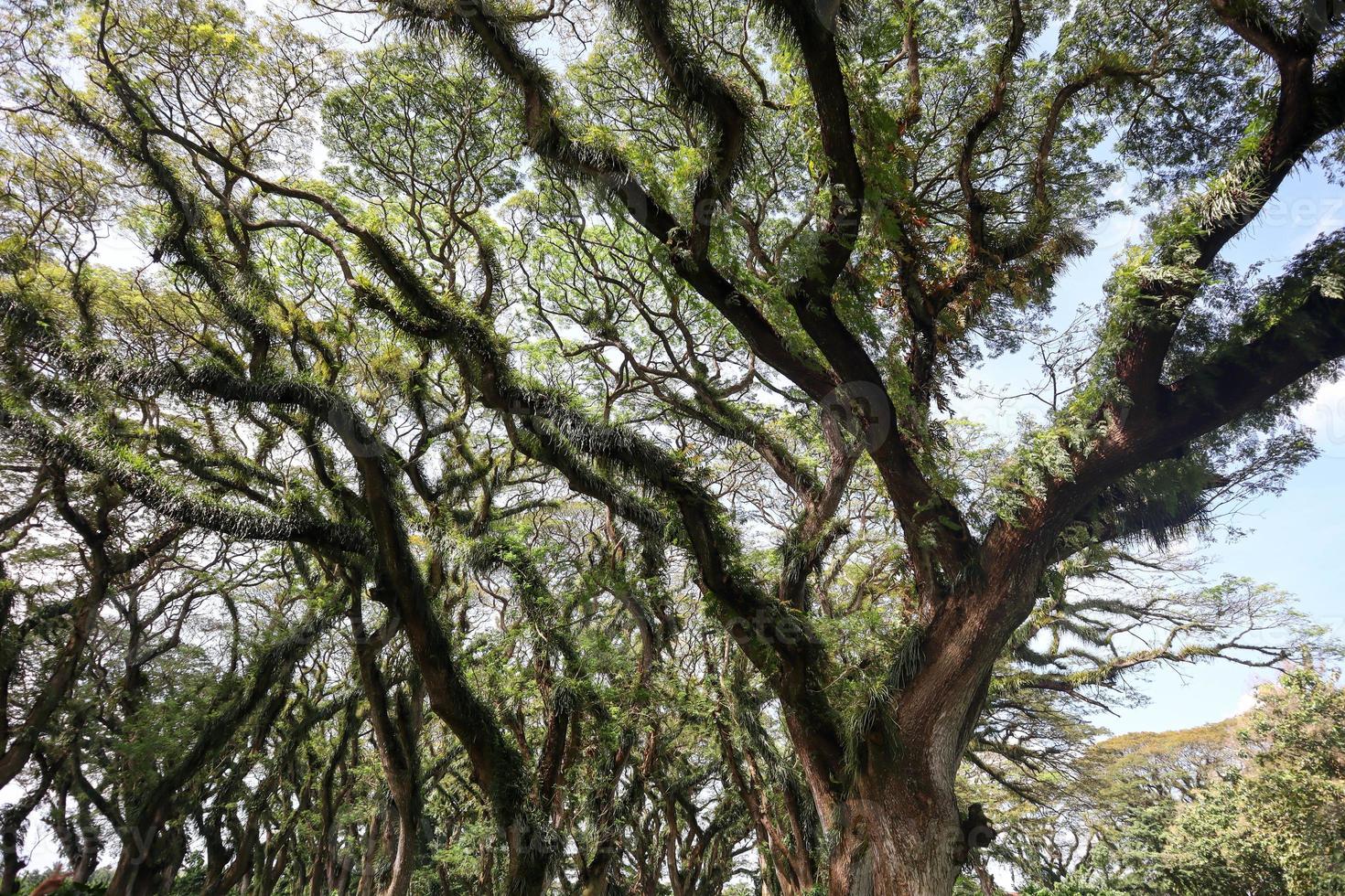 Panorama of the protected forest of De Djawatan Benculuk Banyuwangi, Indonesia photo