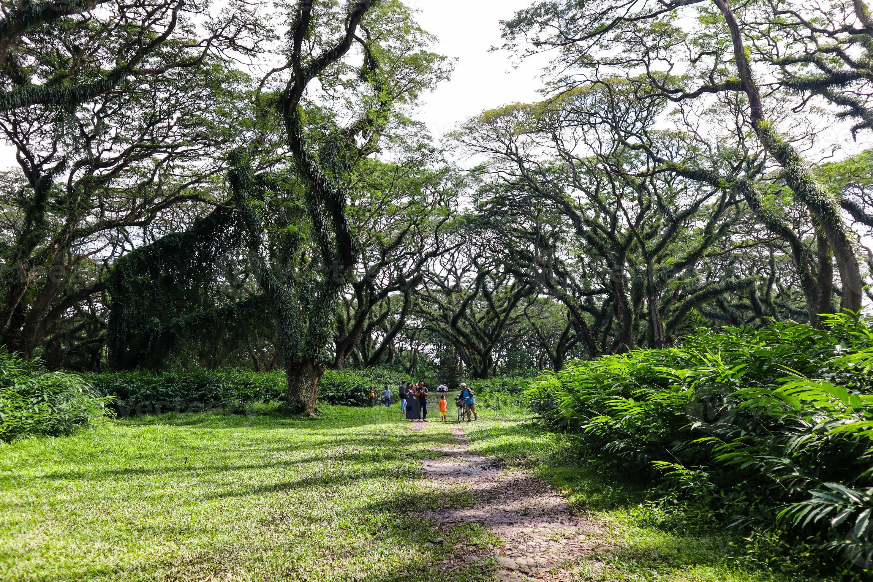 Scenic view of big green trees with path in De Djawatan forest in East ...