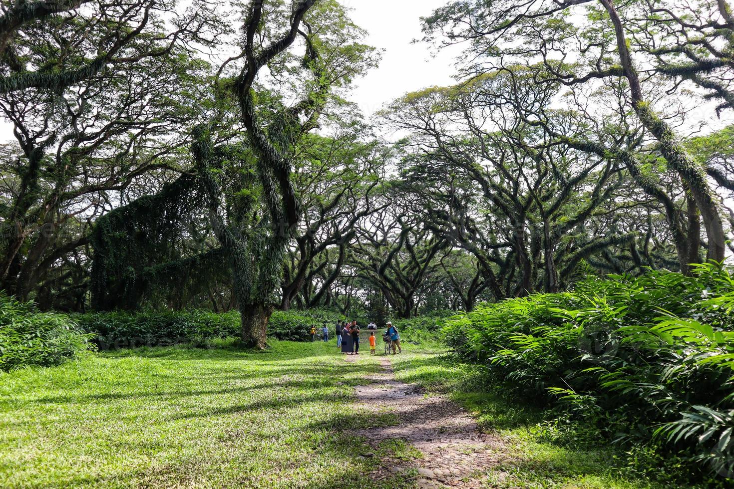 Scenic view of big green trees with path in De Djawatan forest in East Java, Indonesia photo