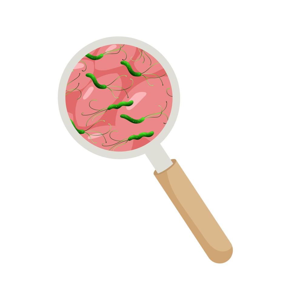 Greeen bacteria helicobacter pylori in stomach cells under magnifying glass. Vector illustration, cartoon style
