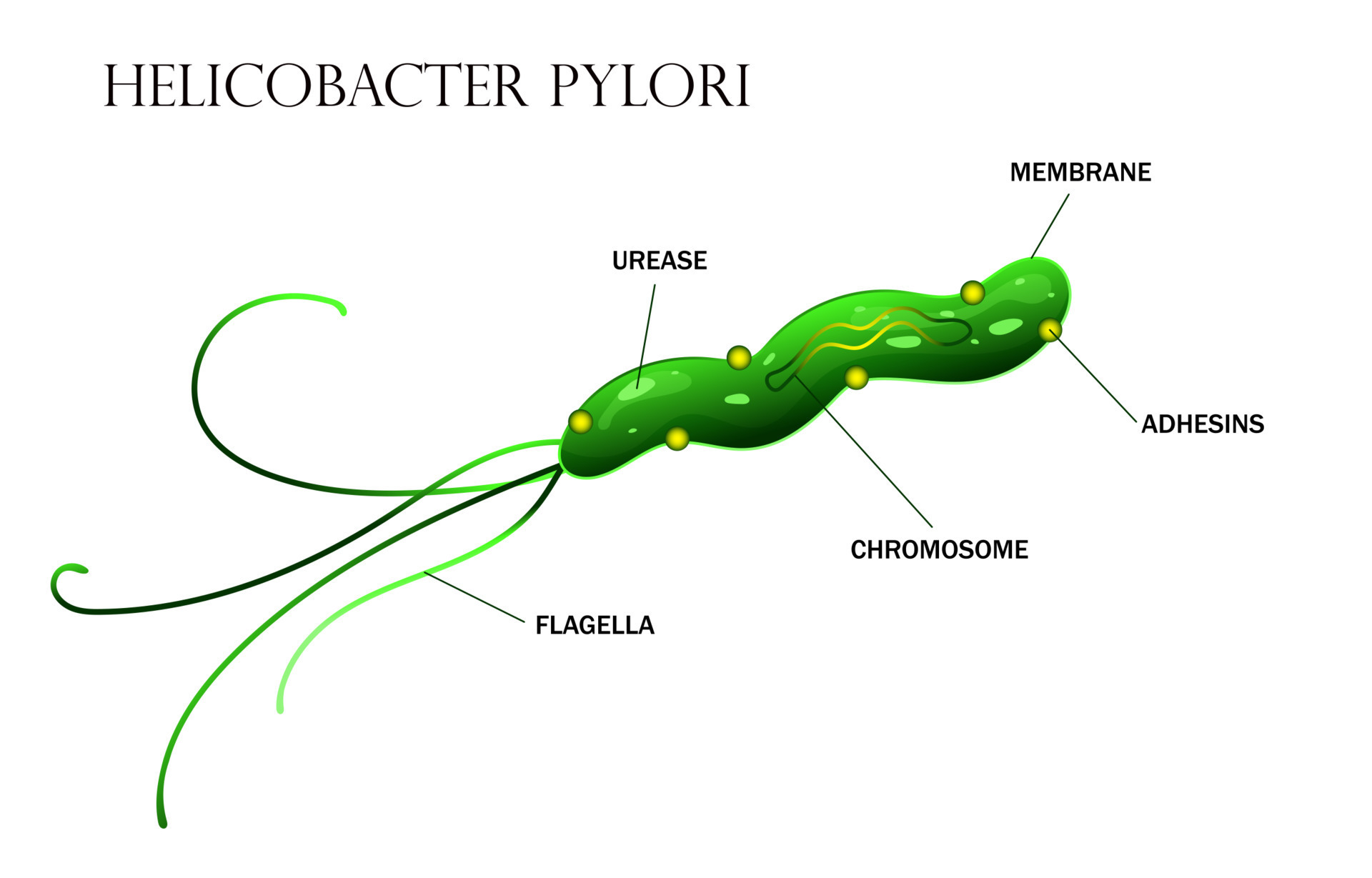 Helicobacter Pylori Cell Anatomy Illustration 17458699 Vector Art At helicobacter-pylori-cell-anatomy-illustration-17458699-vector-art-at