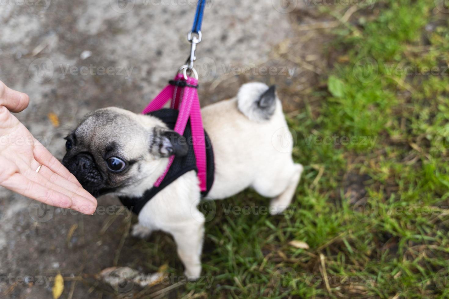 A small pug on a leash, the dog stands in the green grass and sniffs his hand in a friendly way. Wrinkled muzzle photo