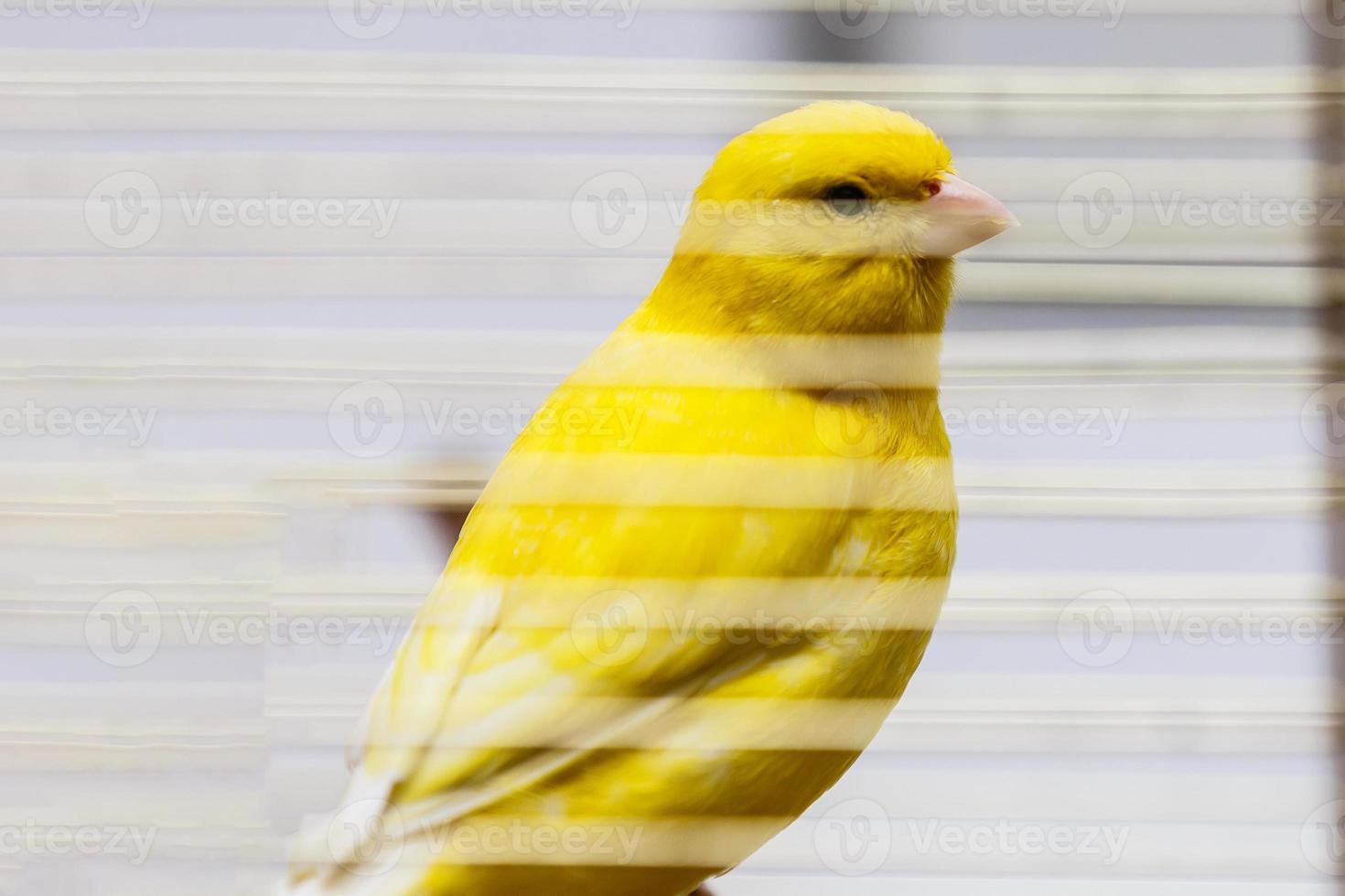 un canario amarillo en su jaula foto