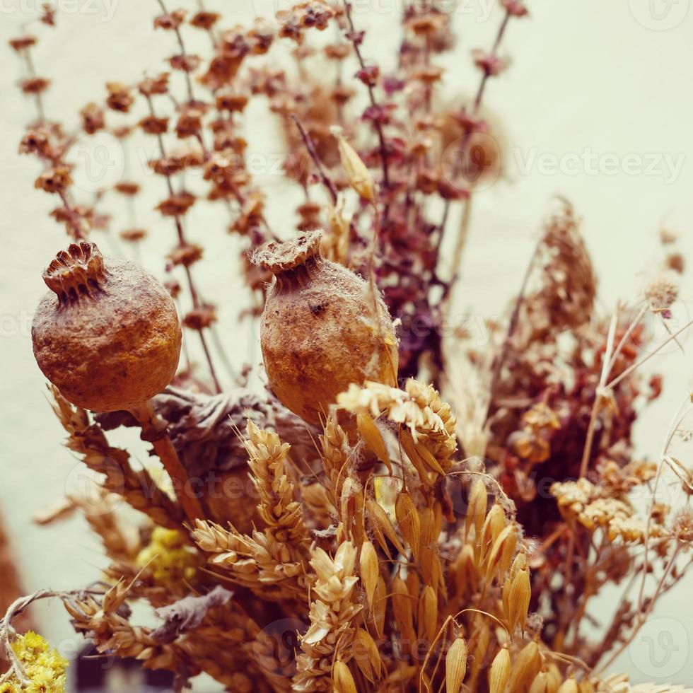 dry spikelets dry grass photo