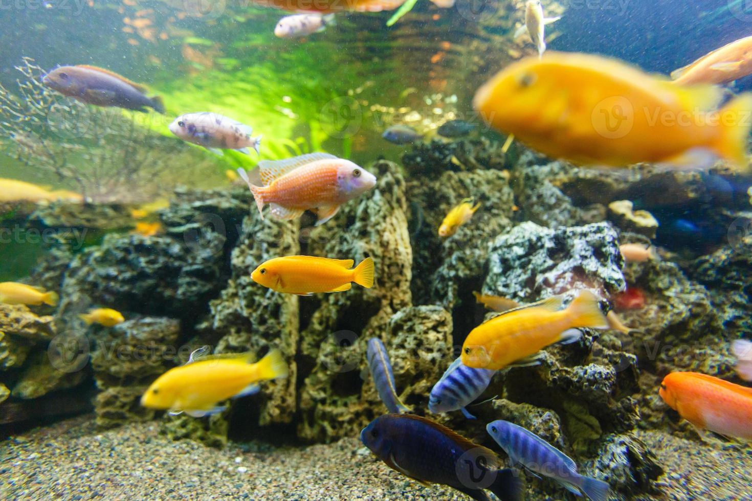 Aquarium fish. underwater world. photo