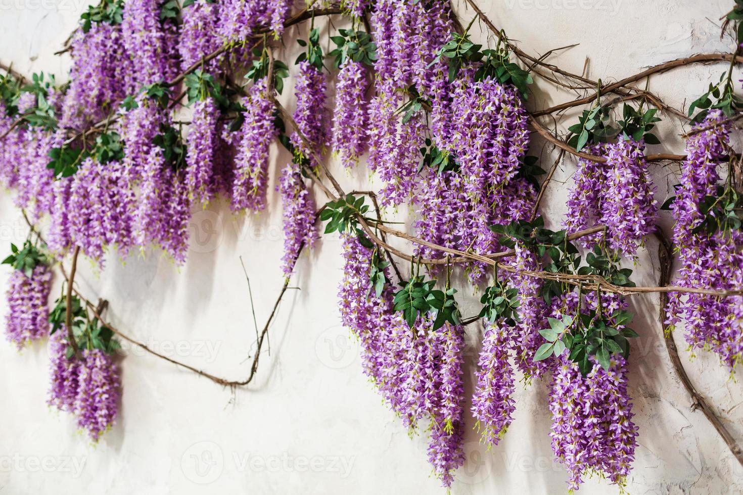Blossoming wisteria tree covering up a house on a bright sunny day photo
