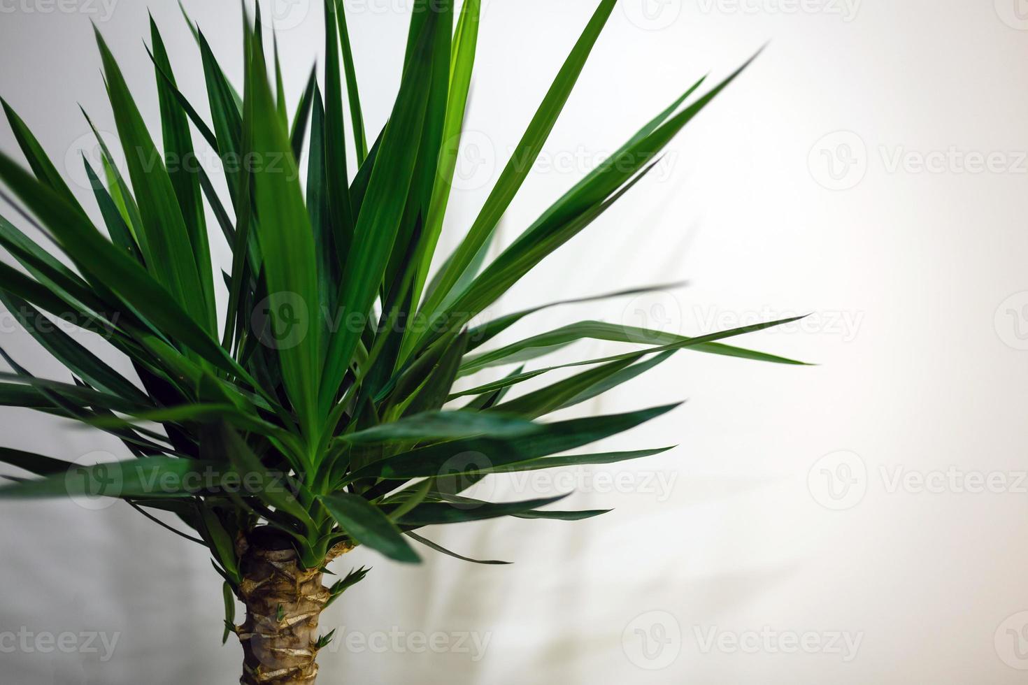 Palma  on a white background photo