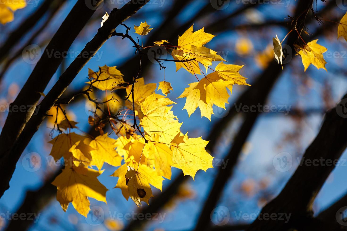 yellow leaf on the tree photo