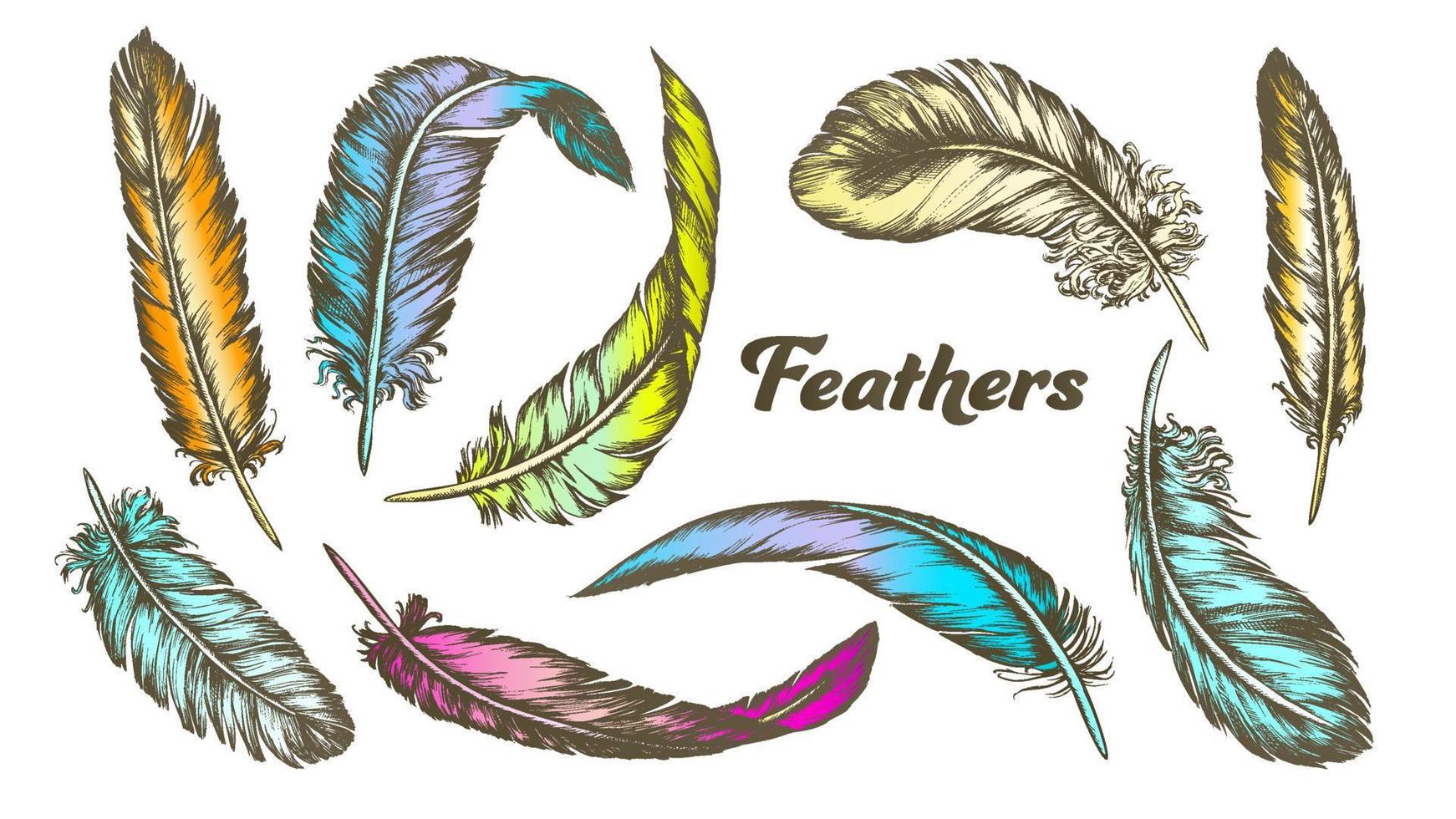 Color Different Feathers Set Ink Vector