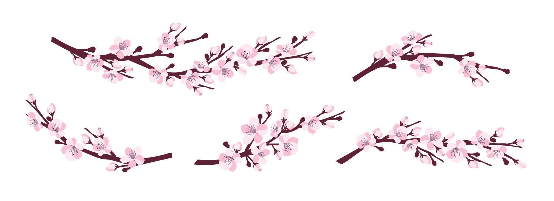 Cherry blossom. A set of branches with cherry blossoms isolated on a white background. Japanese sakura. Vector illustration