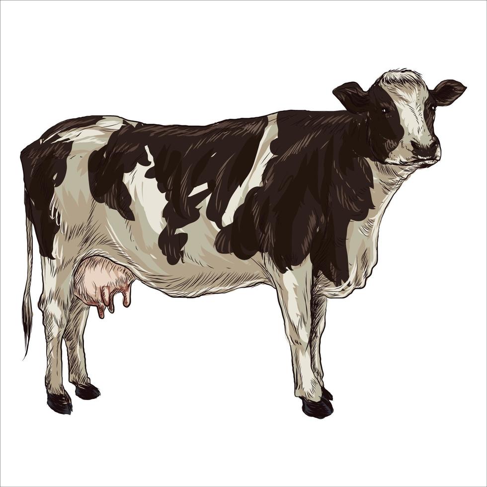 vaca aislada en blanco, ilustración vectorial dibujada a mano. vector