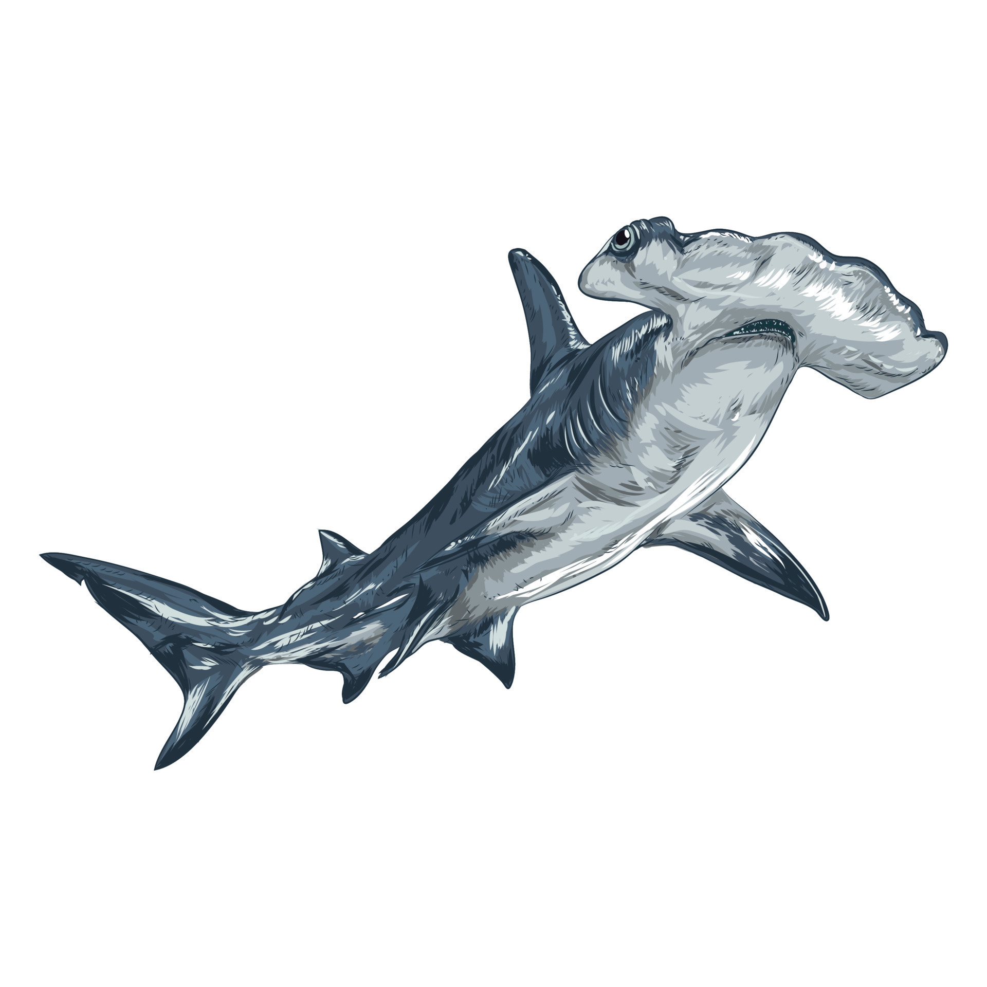 Hammerhead shark, wild life marine fish - Vector 17460372 Vector Art at