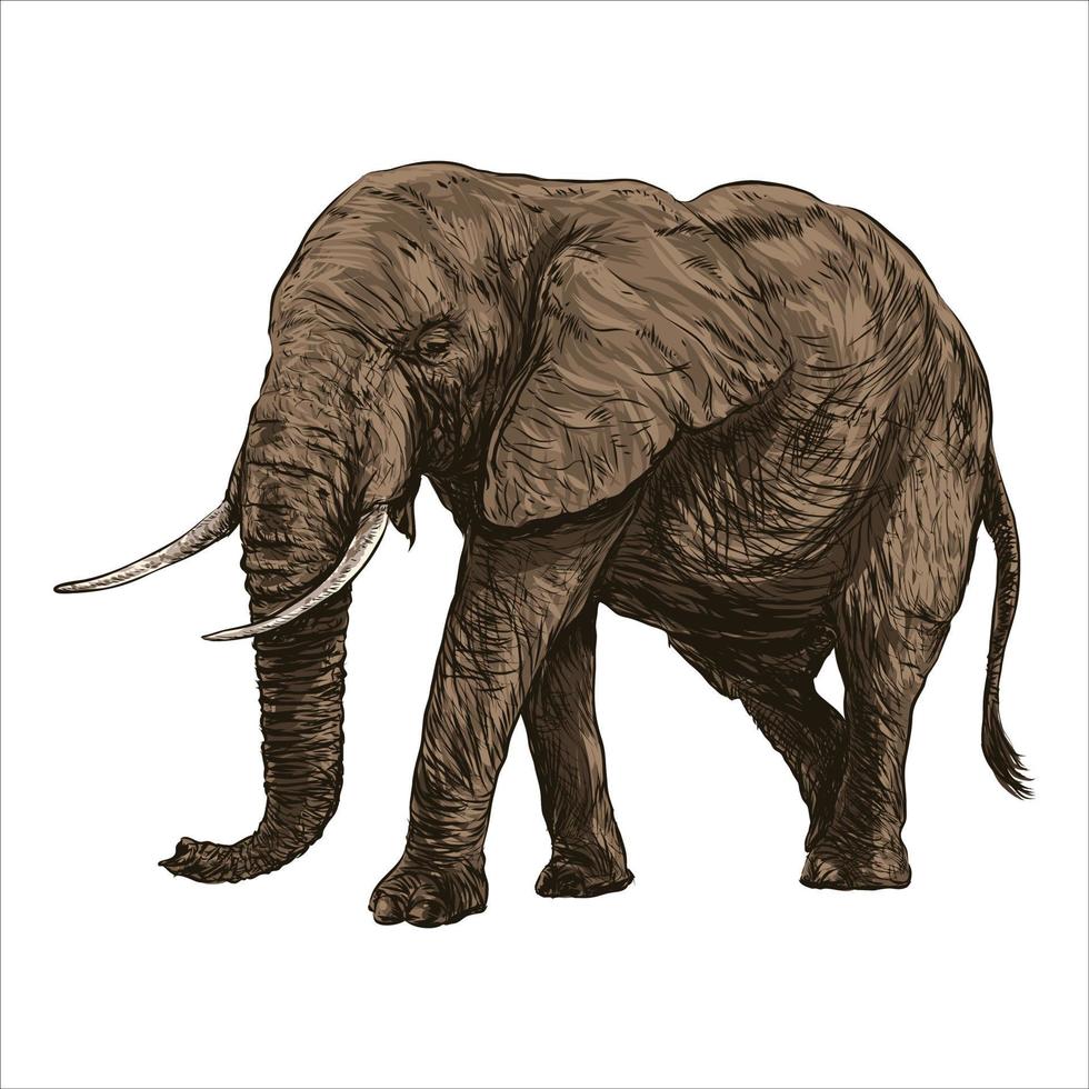 elefante dibujado a mano. ilustración vectorial colorido. fondo de animales africanos. bosquejo. aislado. vector